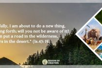 6. Care for Creation